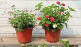 横店老司机爆料视频最新,影视基地幕后故事大曝光！